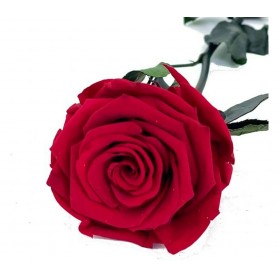 Rosa eterna Light Red 25cm