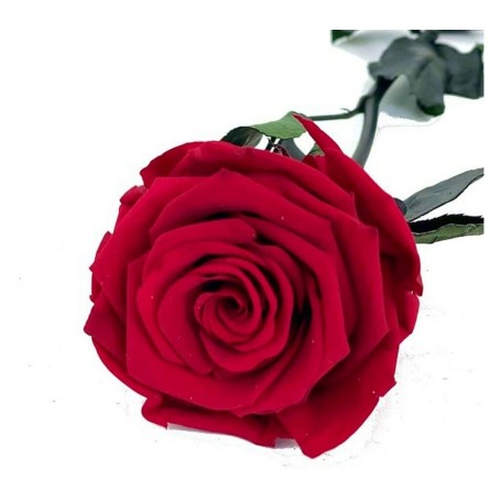 Rosa eterna Light Red 25cm