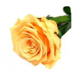 Rosa eterna Melocotón 25cm