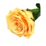 Rosa eterna Melocotón 25cm