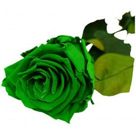 Rosa eterna Verde 25cm
