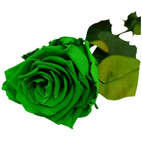 Rosa eterna Verde 25cm
