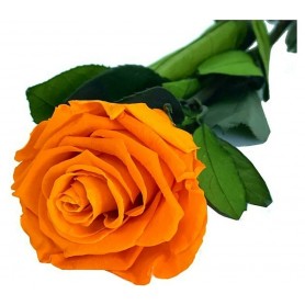 Rosa eterna Naranja 25cm