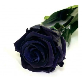 Rosa eterna negra 25cm