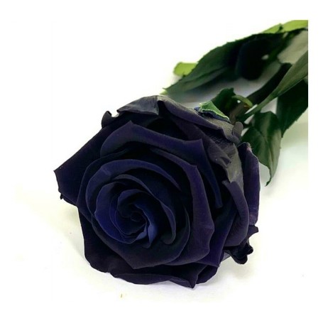 Rosa eterna negra 25cm