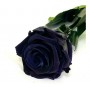 Rosa eterna negra 25cm
