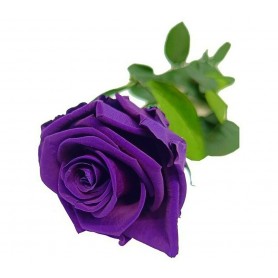 Rosa eterna Purple 25cm