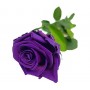 Rosa eterna Purple 25cm