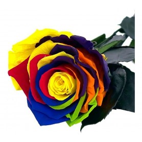 Rosa eterna Multicolor 25cm