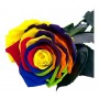 Rosa eterna Multicolor 25cm