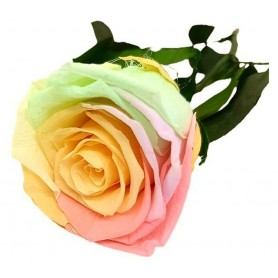 Rosa eterna Multicolor Pastel 25cm