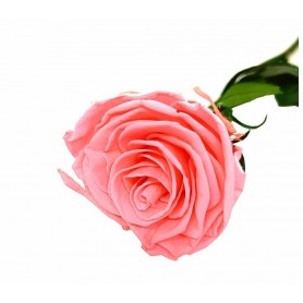 Rosa eterna Rosewood 25cm