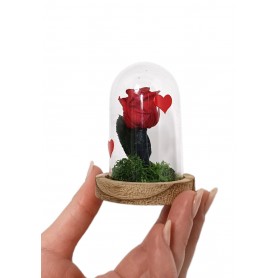 Cupula Preservada Rosa Roja Superpetit 8cm