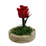 Cupula Preservada Rosa Roja Superpetit 8cm
