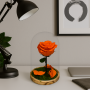 Mundo Eterno | Rosa Preservada Naranja en Cúpula de Cristal | Rosa Eterna Natural 22x12 cm | Regalo Original