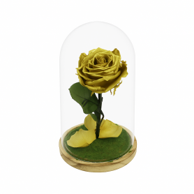 Mundo Eterno | Rosa Preservada Oro en Cúpula de Cristal | Rosa Eterna Natural 22x12 cm | Regalo Original