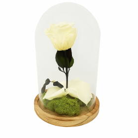 Mundo Eterno | Rosa Preservada Crema en Cúpula de Cristal | Rosa Eterna Natural 22x12 cm | Regalo Original