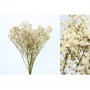 PANICULATA NATURAL PRESERVADA