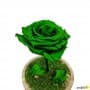 Rosa Eterna Verde en Cúpula de cristal