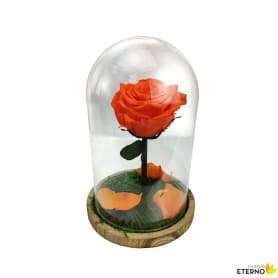 Rosa Eterna Naranja en Cúpula de cristal