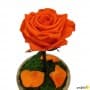 Rosa Eterna Naranja en Cúpula de cristal