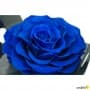 Rosa Eterna Azul Oscuro  King