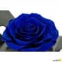 Rosa Eterna Azul Oscuro  King