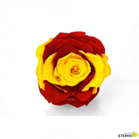 Rosa Eterna España 55cm