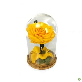 Rosa Eterna king  en Cúpula de cristal amarillo eléctrico