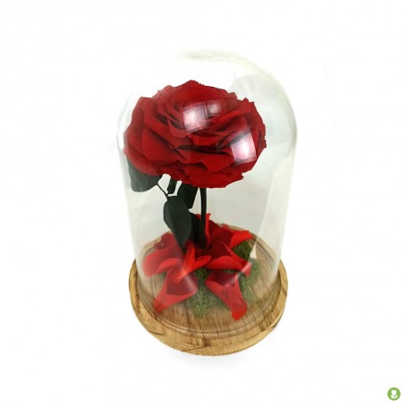 Rosa Eterna king  en Cúpula de cristal roja