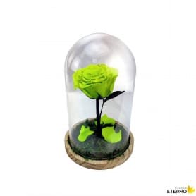 Rosa Eterna Verde en Cúpula de cristal