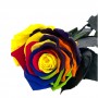 Rosa Eterna Multicolor 55cm