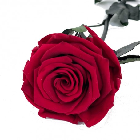 Rosa Eterna Roja 55cm