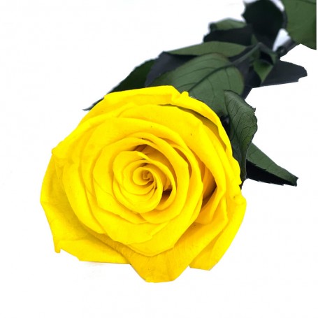 Rosa Eterna Amarillo Eléctrico 35cm