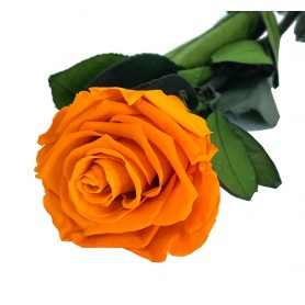 Rosa Eterna Naranja 35cm