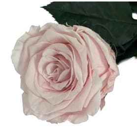 Rosa Eterna Rosa Pastel 35cm