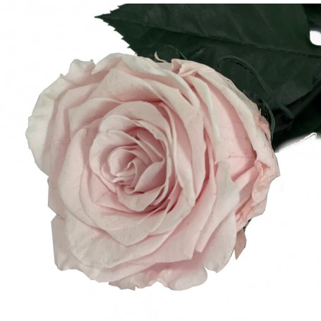 Rosa Eterna Rosa Pastel 35cm