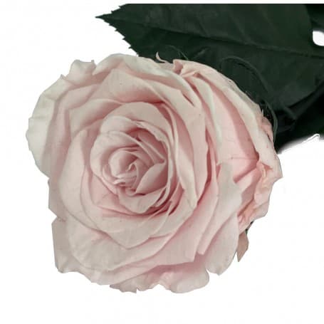Rosa Eterna Rosa Pastel 35cm