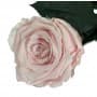 Rosa Eterna Rosa Pastel 35cm