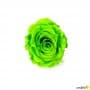 Rosa Eterna Verde 35cm