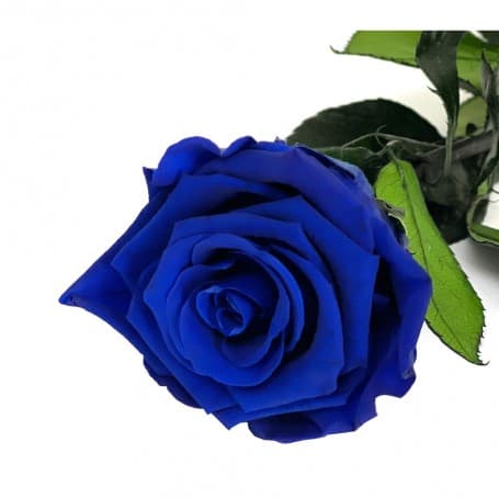 Rosa Eterna Azul Oscuro 35cm