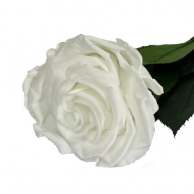 Rosa Eterna Blanca 35cm