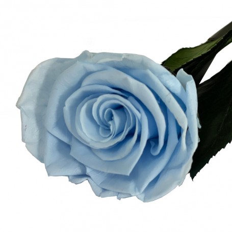Rosa Eterna Azul Claro 55cm