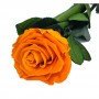 Rosa Eterna Naranja 55cm