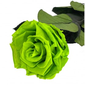 Rosa Eterna Verde Eléctrico 55cm