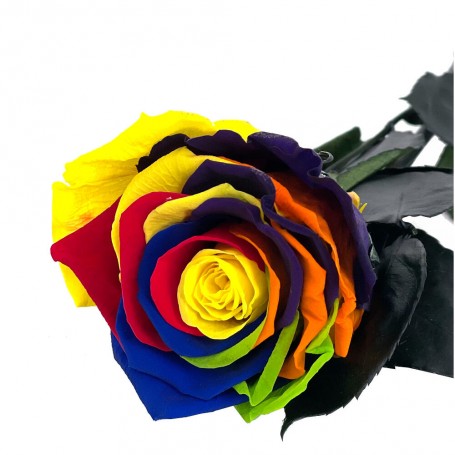 Rosa Eterna Multicolor 35cm