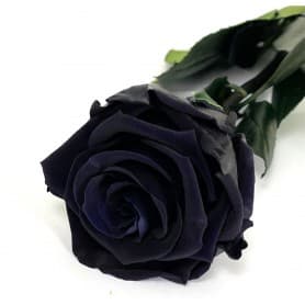 Rosa Eterna Negra 55cm