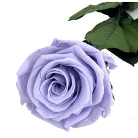 Rosa Eterna Lavanda 35cm