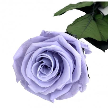 Rosa Eterna Lavanda 35cm