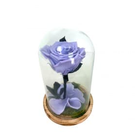 Rosa Eterna Lavanda en Cúpula de cristal